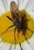 Empis tessellata